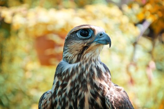 Falcon portrait. Birds of prey in nature.