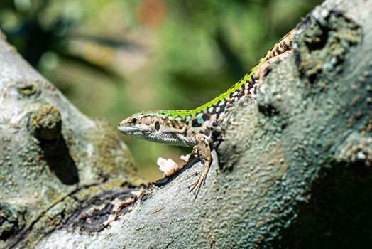 LIZARD PODARCIS SICULUS ON AN OLIVE TREE IN THE SUN