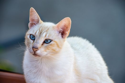 the white cat with blue eyes