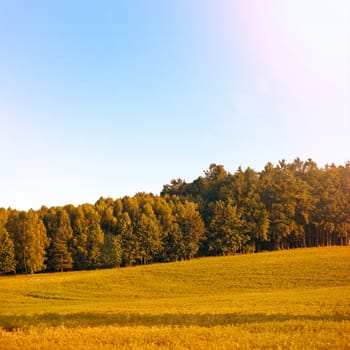 Autumn field, sky and forest. Nature and fall season.