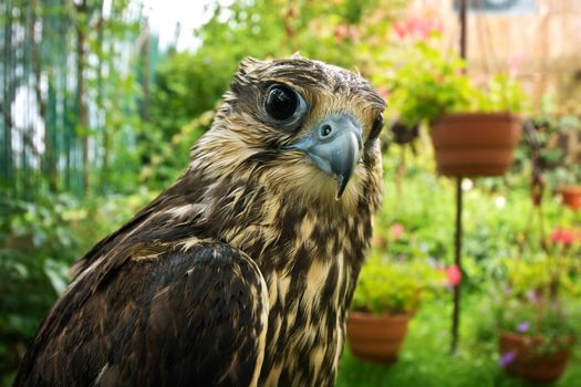 Falcon portrait close up. Birds of prey in nature.