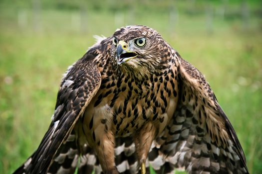 Hawk portrait. Birds of prey in nature.