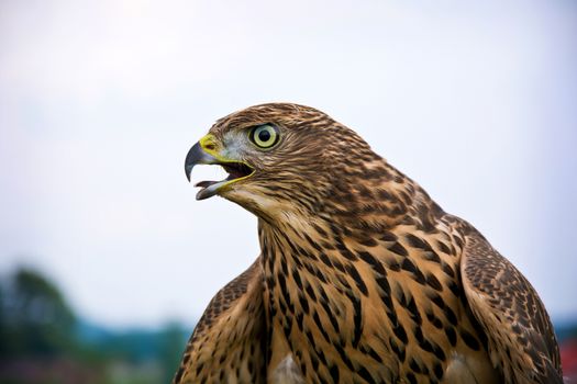 Hawk portrait. Birds of prey in nature.