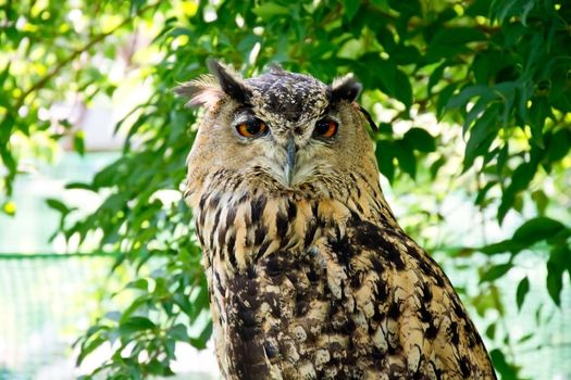 Portrait of eurasian eagle owl. Birds of prey in nature.