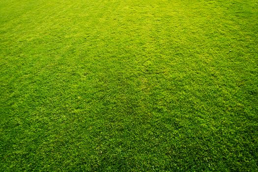 Fresh green grass on golf field pattern background.