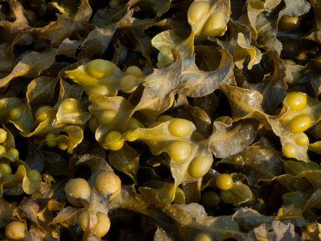 Bladder Wrack Seaweed (Fucus vesiculosus) brown algae photographed on West coast of Scotland