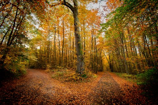 Autumn in the park. Nature and fall season.