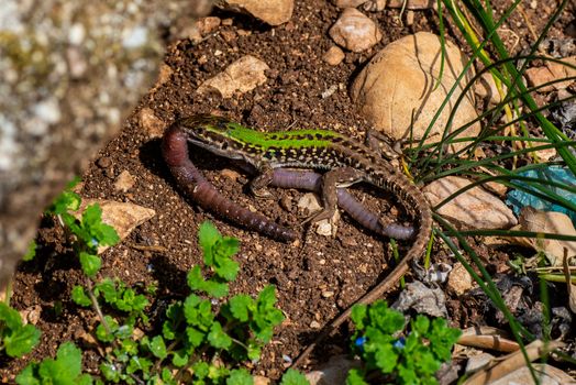 lizard at prenzo hour in the sun