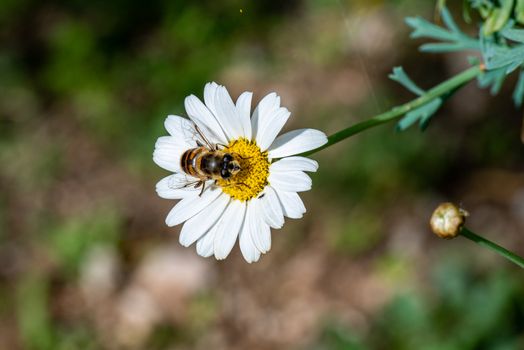 bee on daisy in the sun