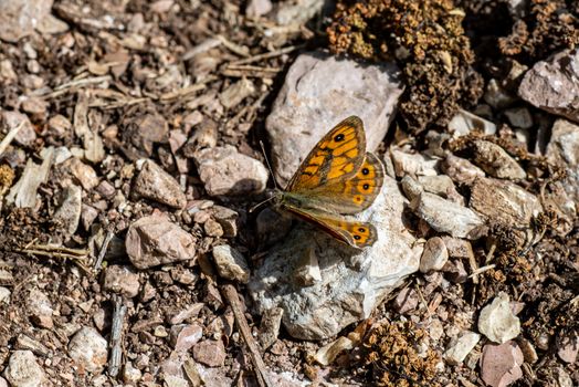 shrew butterfly sitting on stony soil