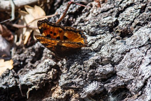 butterfly on bark in spring