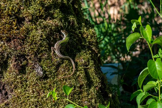 lizard in the sun on oak tree