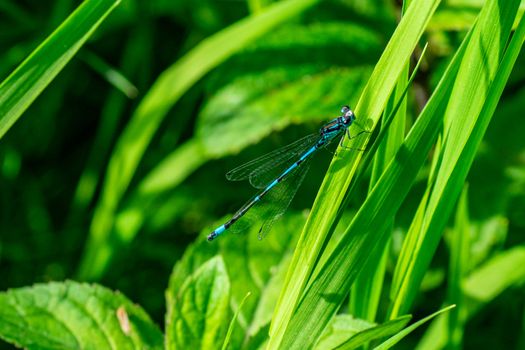 DRAGONFLY ON THE FLOWER IN SPRING