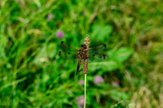 DRAGONFLY ON THE FLOWER IN SPRING