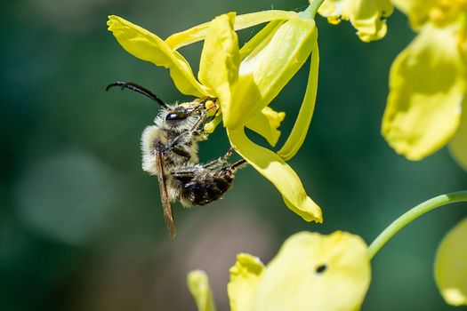 a bee on cabbage flowers