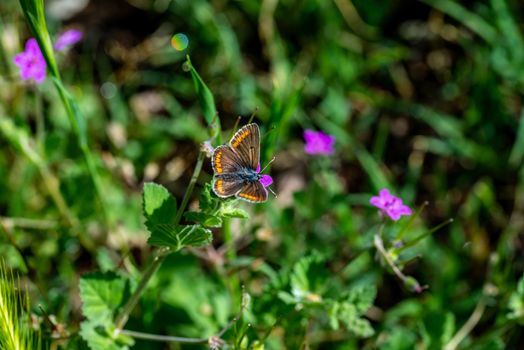 aricia cramera on vegetation and flowers