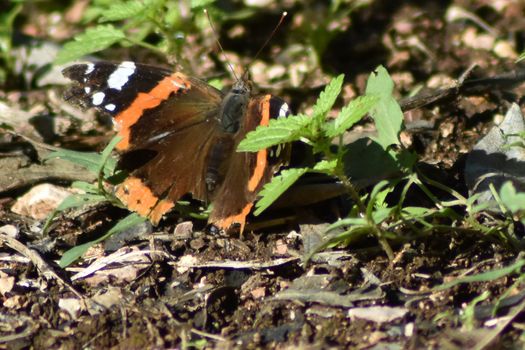 common colored butterfly resting on the ground