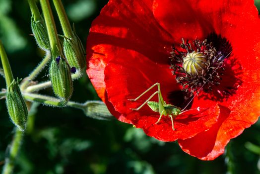 poppies and crickets in green nature