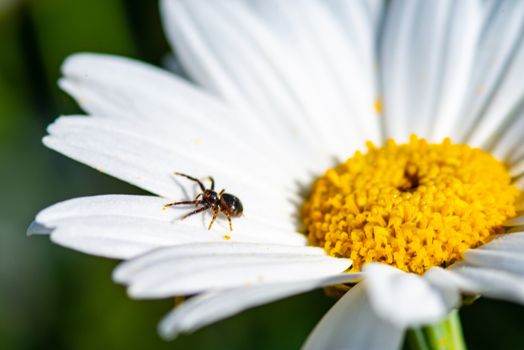 macro of a spider above the daisy
