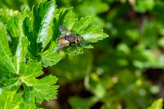 large fly on parsley with intense green