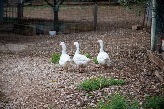 WHITE GROUND GEESE IN THE COURTYARD