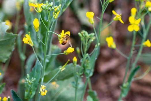 ape su fiore di ortaggio giallo
