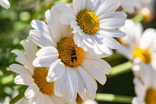 grafted on margerita flower and cacolo