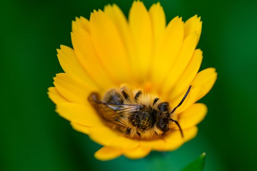 awakening of a bee in the morning breeze