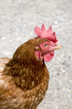 Portrait of a brown hen