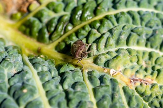 Asian bedbug on vegetables in summer in the sun