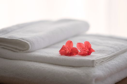 Two red azalea flowers on folded towels and backlight