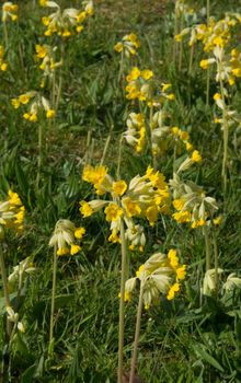 Field of cowslips