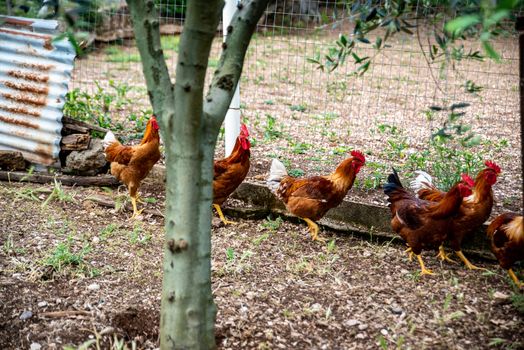 BREEDING CHICKENS IN THE HOME COURTYARD