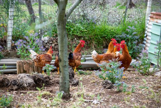 BREEDING CHICKENS IN THE HOME COURTYARD