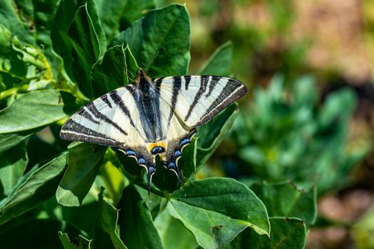 iphiclides podalirius farfalla fotografata in giardino