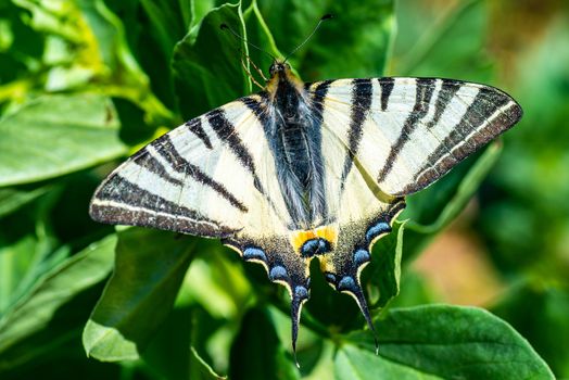 iphiclides podalirius farfalla fotografata in giardino
