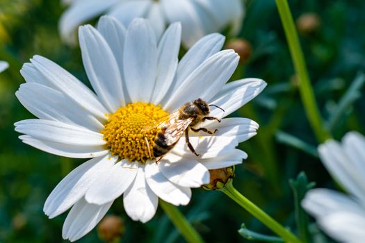 bee on the flower during pollination