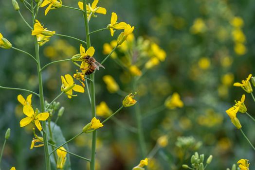 ape su fiore di ortaggio giallo