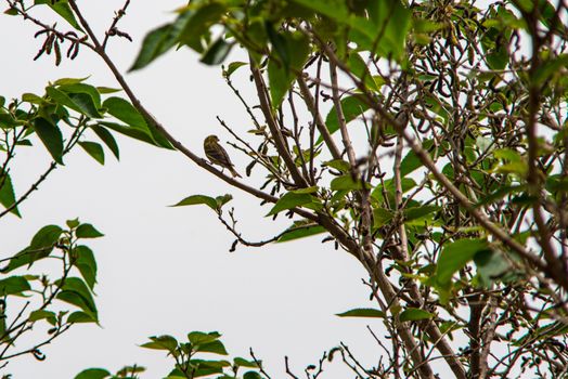 greenfinch bird looking for food on alberero verde