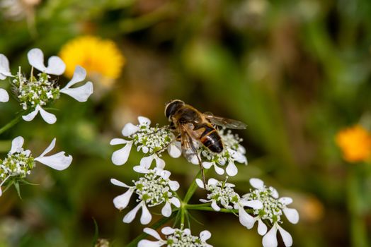 a bee on flower in summer