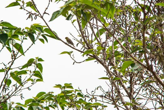 greenfinch bird looking for food on alberero verde