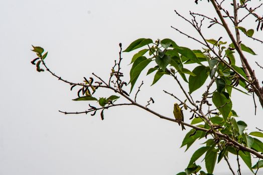 greenfinch bird looking for food on alberero verde