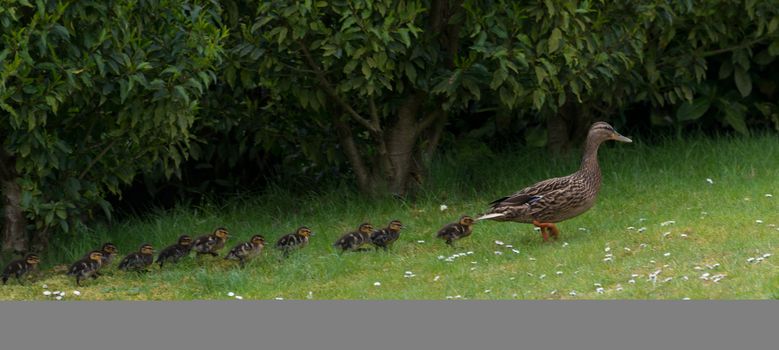 Mother duck with 11 ducklings