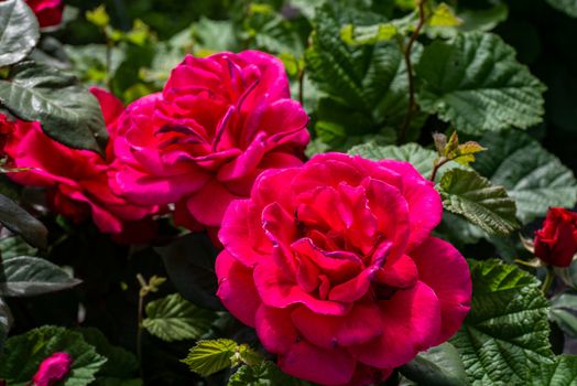 red garden rose in the sun