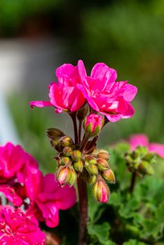 pink garden geranium on pot