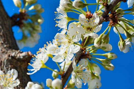 spring coming sprouts growing fruit trees