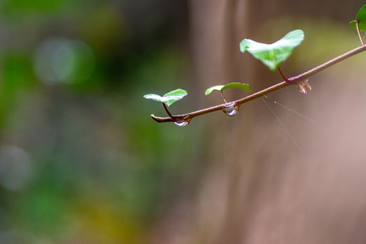 ivy with drops of dew