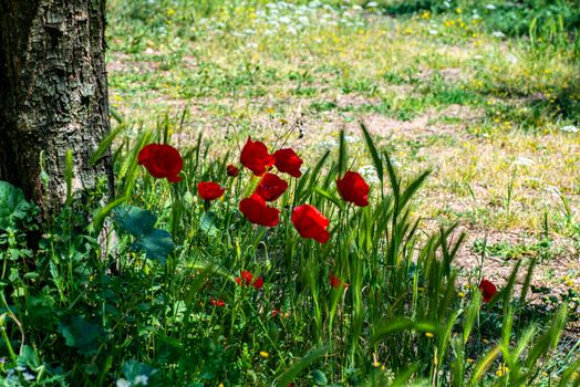 poppies and ears of corn and their colors