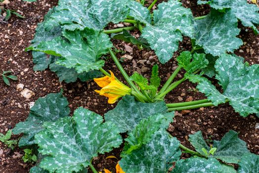 just foritigi pumpkin flowers yellow color