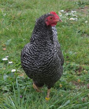 Bantam Hen - freerange